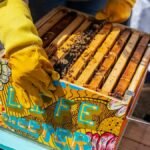 A vibrant urban beekeeping setup in Detroit showcasing a colorful hive box and bees.