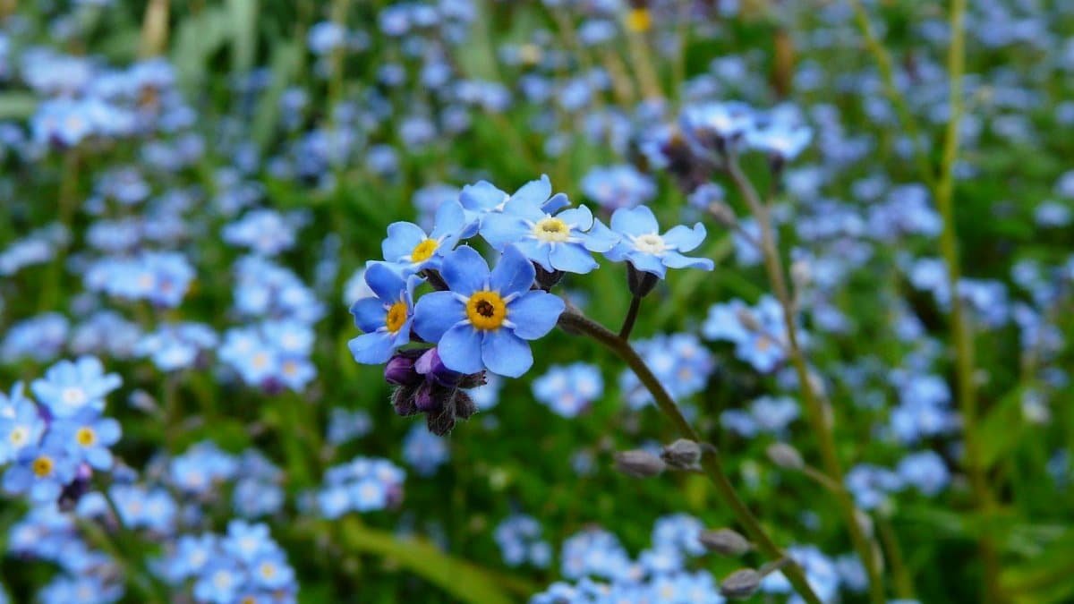 Vibrant blue forget-me-nots blooming in a lush outdoor garden setting.