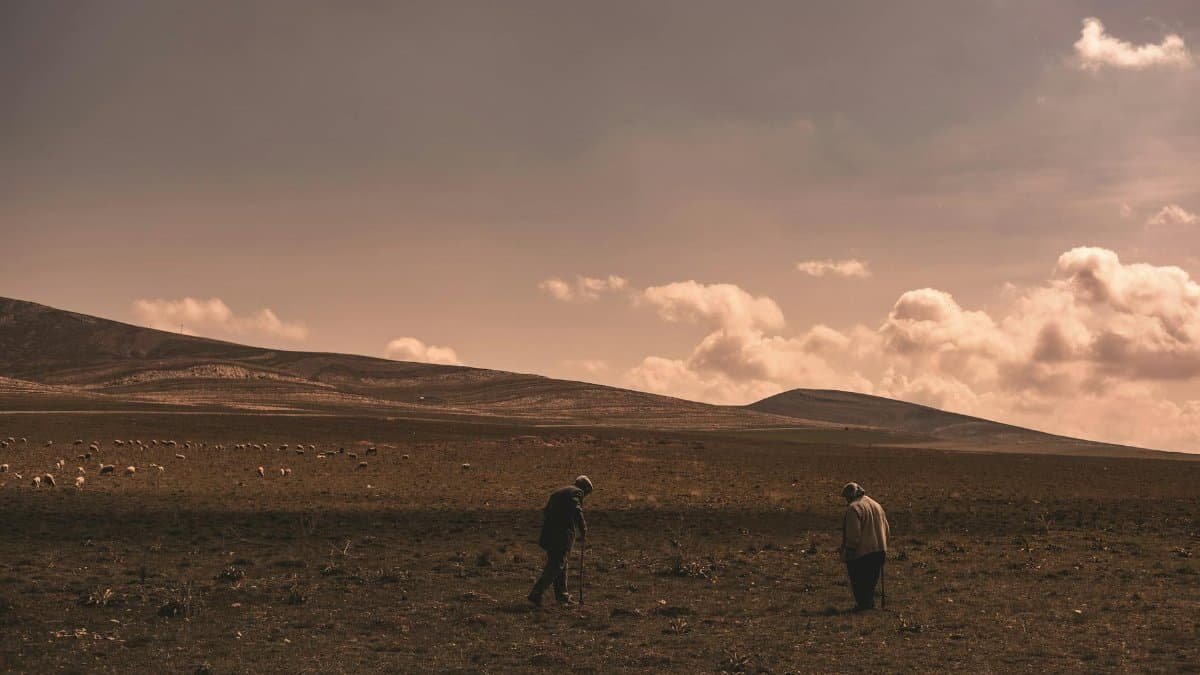Two elderly shepherds stroll through a rural pasture, surrounded by sheep and rolling hills under a cloudy sky.