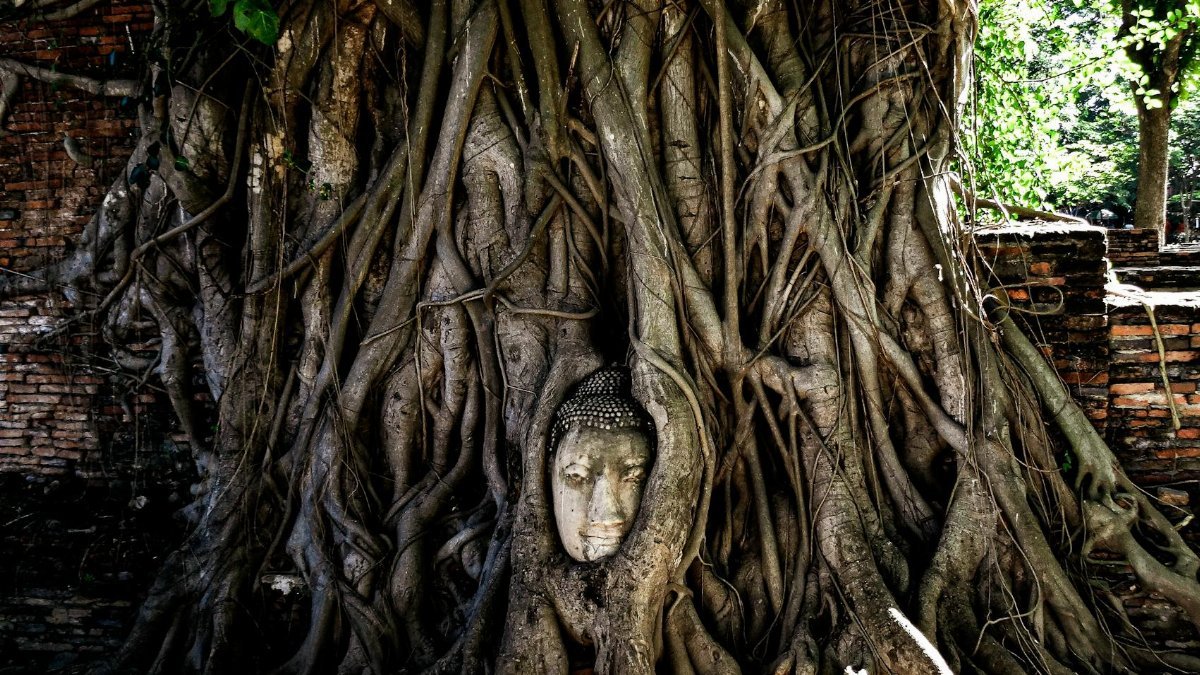 Buddha head entwined in the roots of a majestic tree trunk, Thailand.