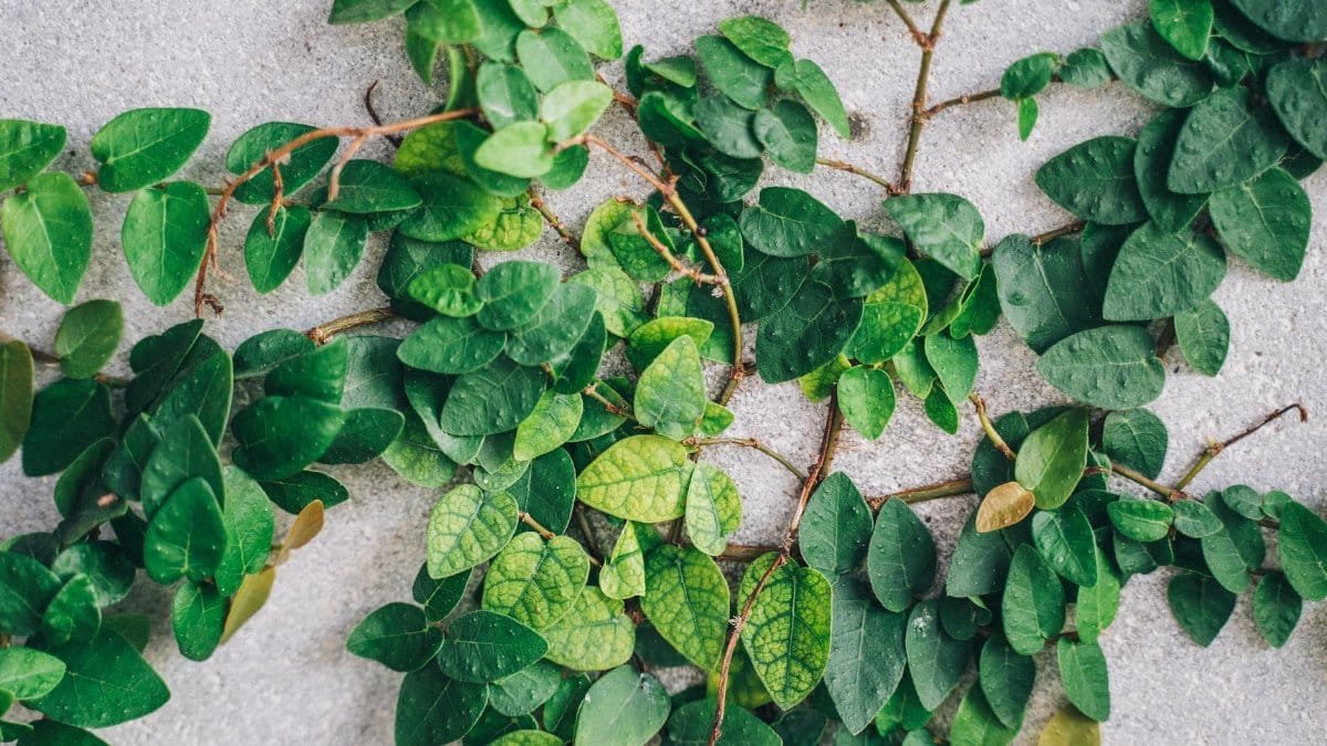 Close-up of vibrant green vines creeping on a concrete wall, showcasing nature's resilience.