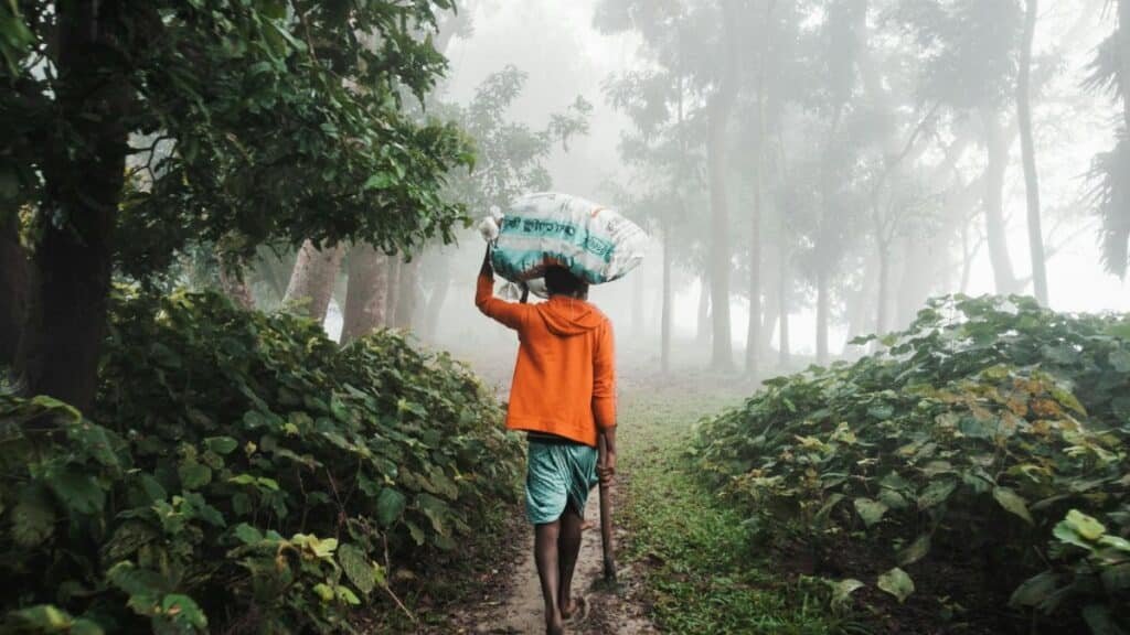 A man walks through a misty forest in Bangladesh, carrying a bag on his head, surrounded by lush greenery.