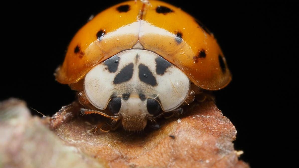 ladybird