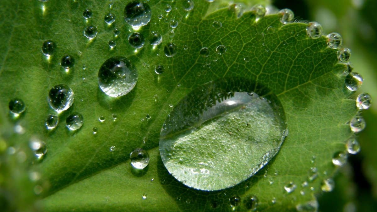 A detailed macro shot showcasing raindrops delicately balanced on a fresh green leaf, highlighting purity and nature.