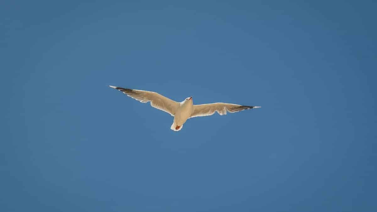 A majestic seagull soars through a clear blue sky, showcasing its grace and freedom.