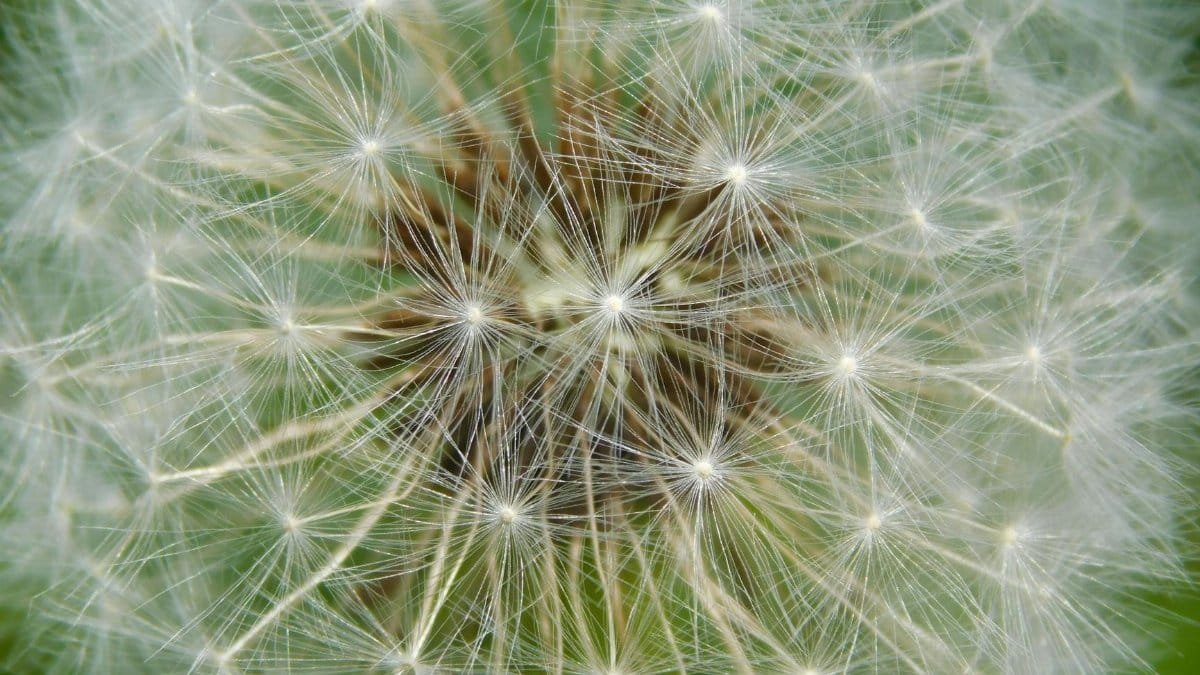 Captivating close-up of a dandelion seed head showcasing intricate patterns and delicate structure.
