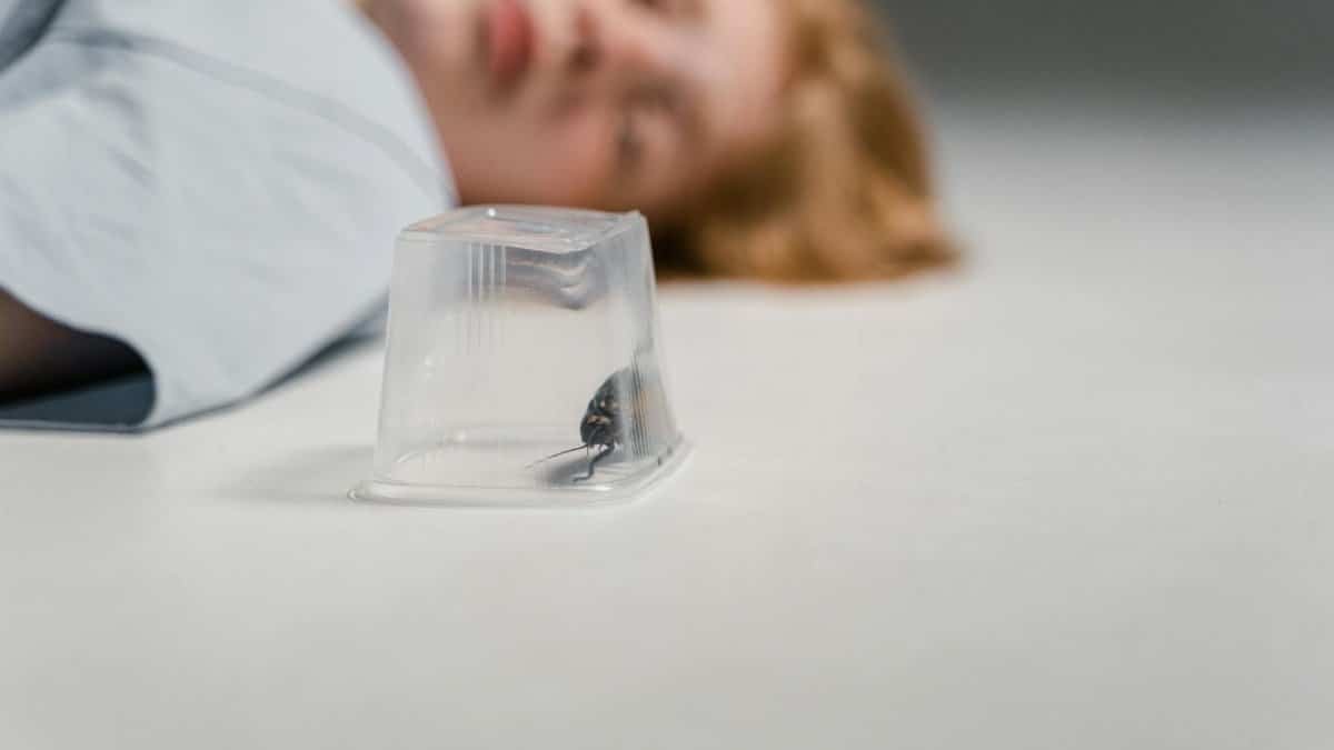A madagascar hissing cockroach trapped under a plastic cup with a blurred human figure in the background.