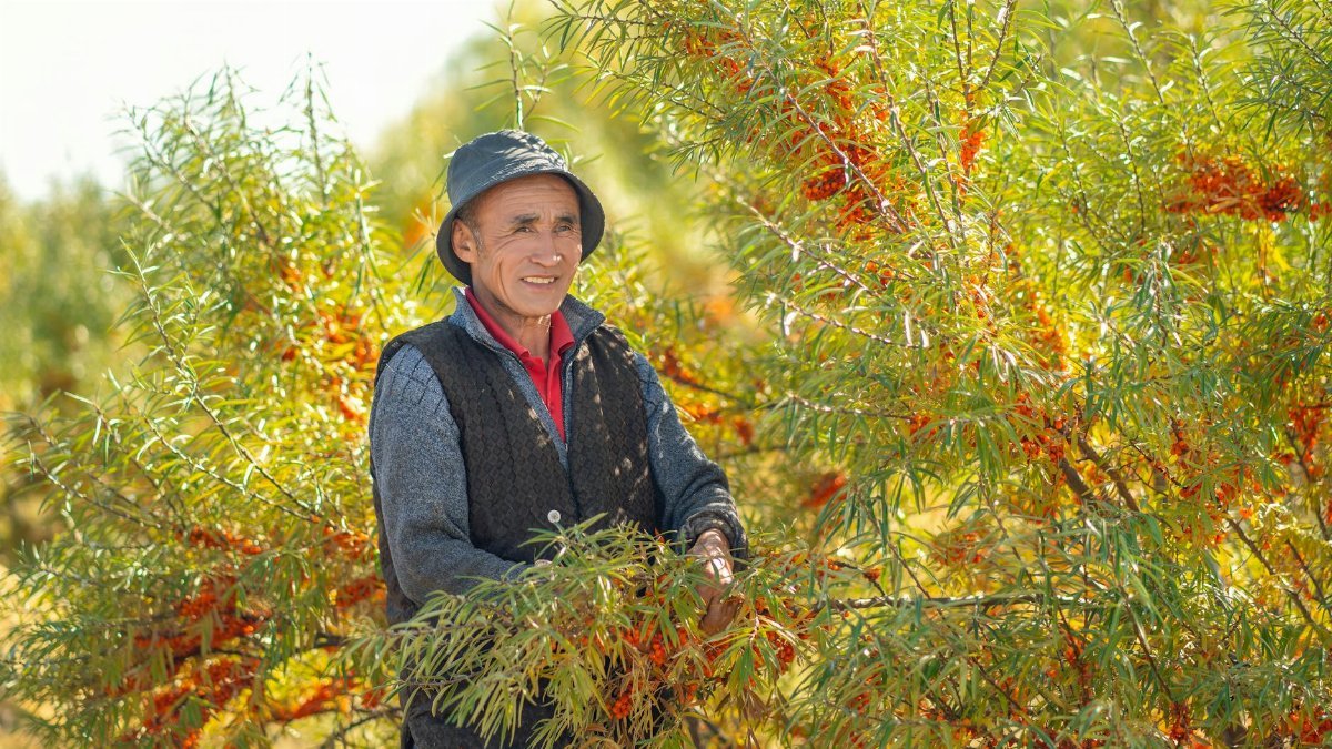 A smiling farmer in Mongolia harvesting sea buckthorn berries in the sunny countryside.
