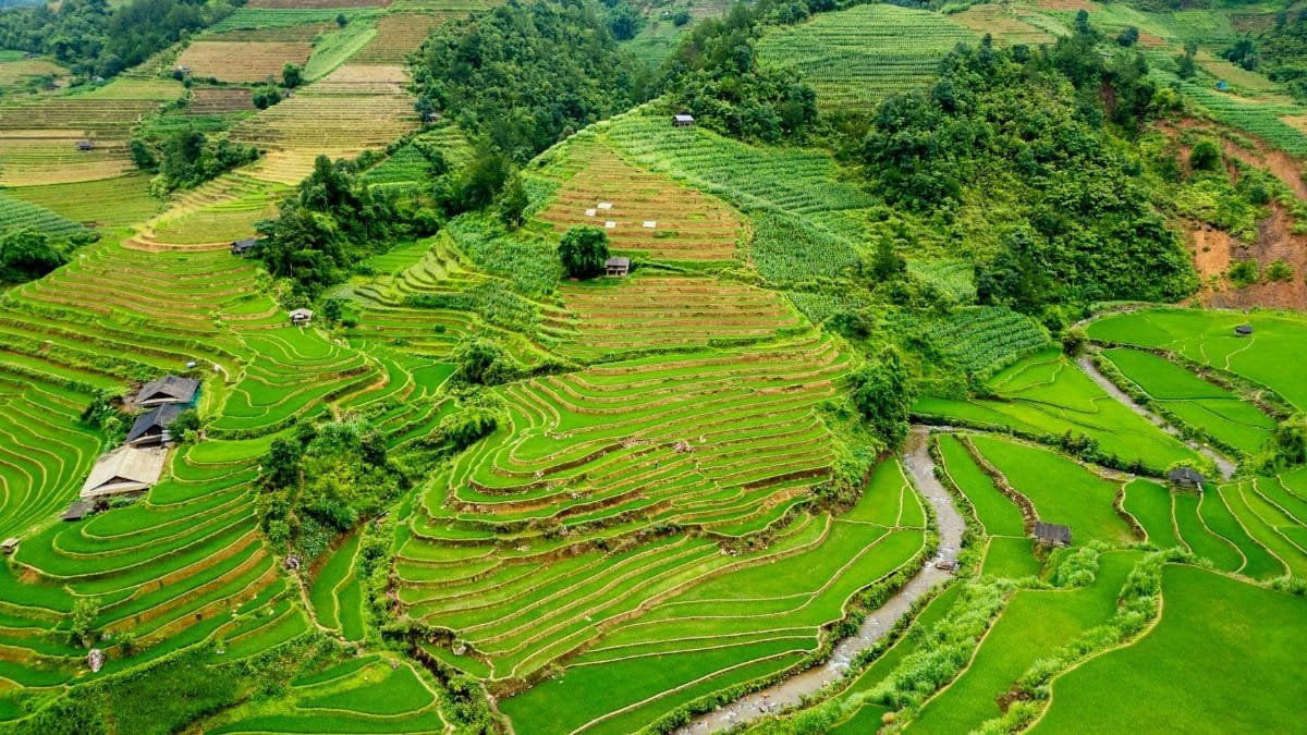 Aerial view of vibrant rice terraces in Mu Cang Chai, Vietnam, showcasing lush greenery and intricate patterns.