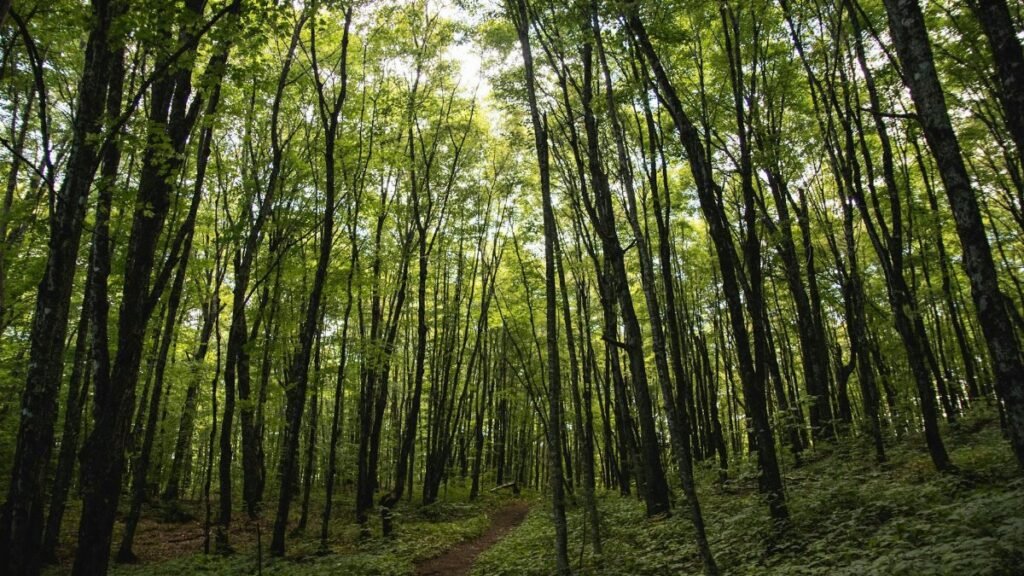 Explore the serene greenery of a Vermont forest with tall trees and a tranquil path.
