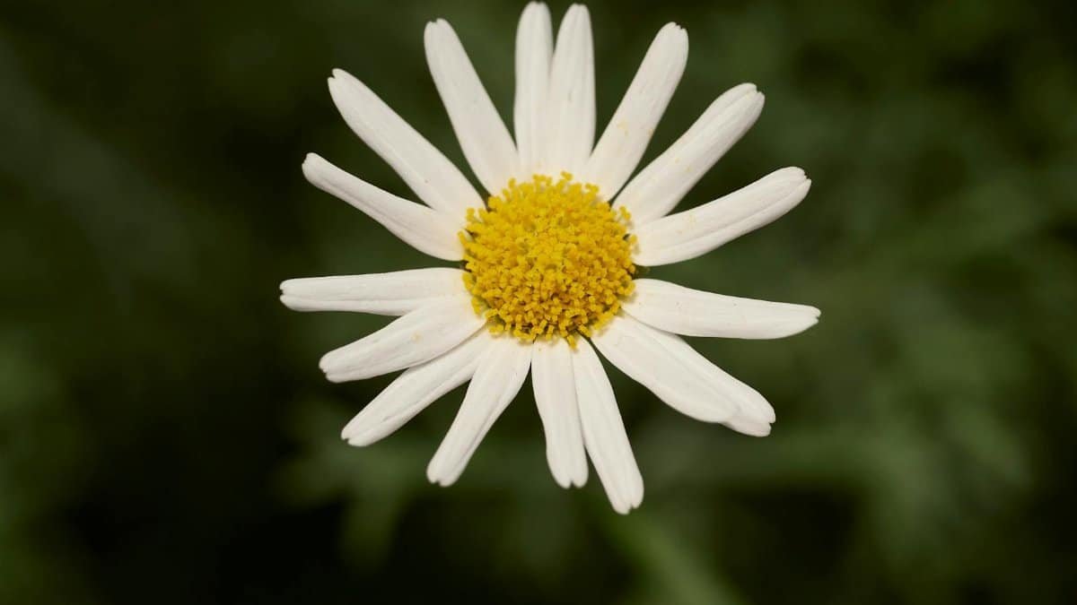 Real-Life Applications for Growth