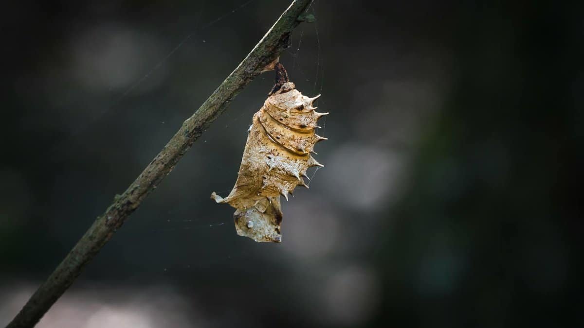 Detailed view of a chrysalis hanging from a branch, showcasing metamorphosis.