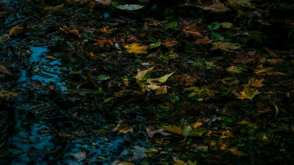 Dark and moody autumn leaves gathered on a water surface, showcasing fall's natural beauty.