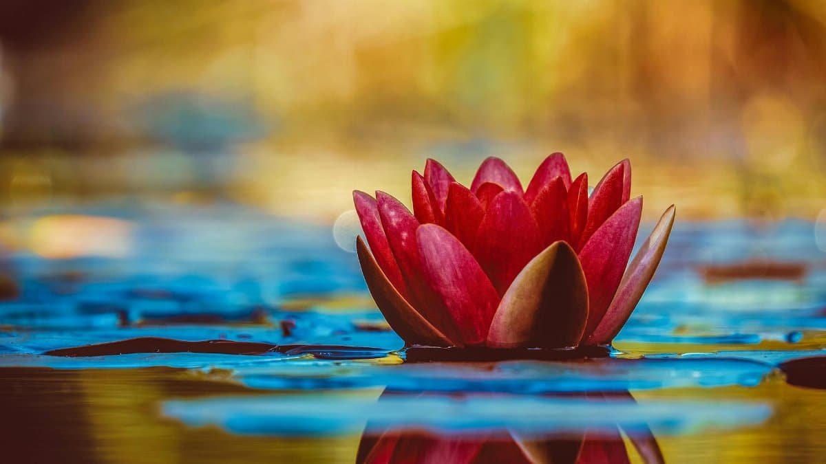 A vivid red water lily blooms elegantly on a serene pond, reflecting its beauty.