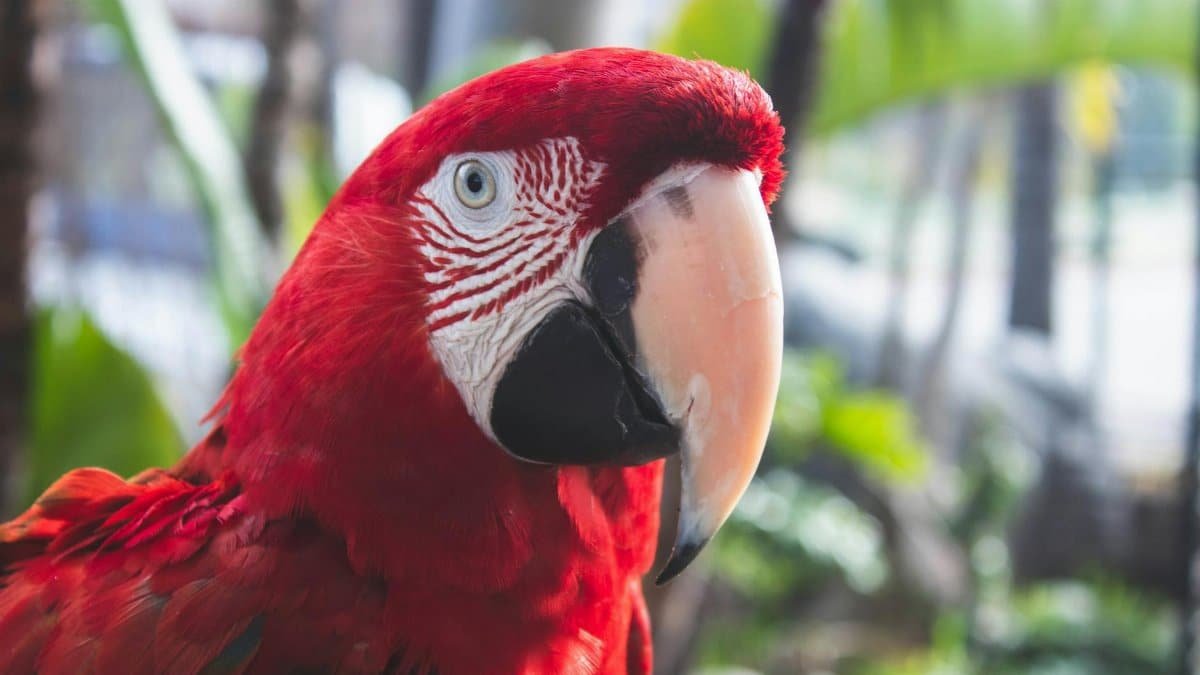 Close-up of a beautiful scarlet macaw with vibrant red plumage outdoors.