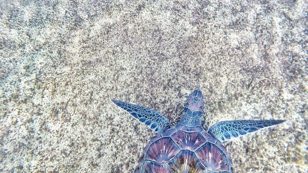 A stunning aerial view of a sea turtle swimming in the ocean, showcasing its vibrant shell.