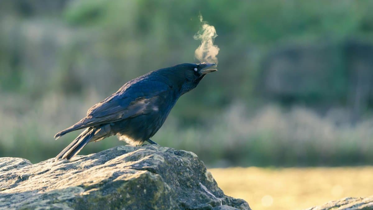 A crow exhaling in the crisp morning air while perched on a rock.