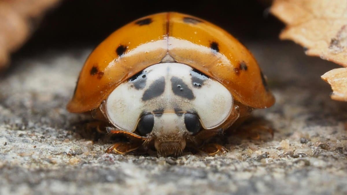 ladybird