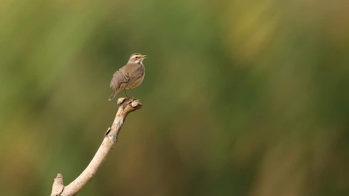 A small bird perched on a branch against a lush green blurred background, showcasing nature's beauty.