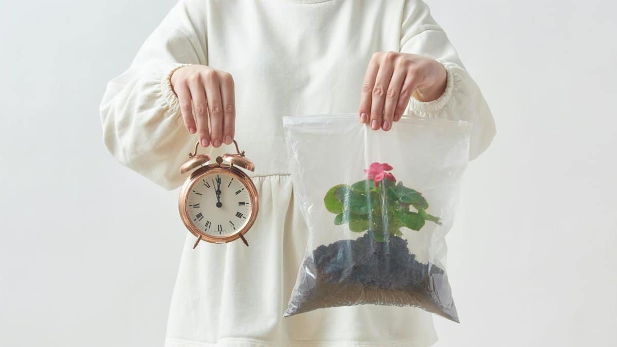 A symbolic photograph showing a clock and a plant, representing time and growth.