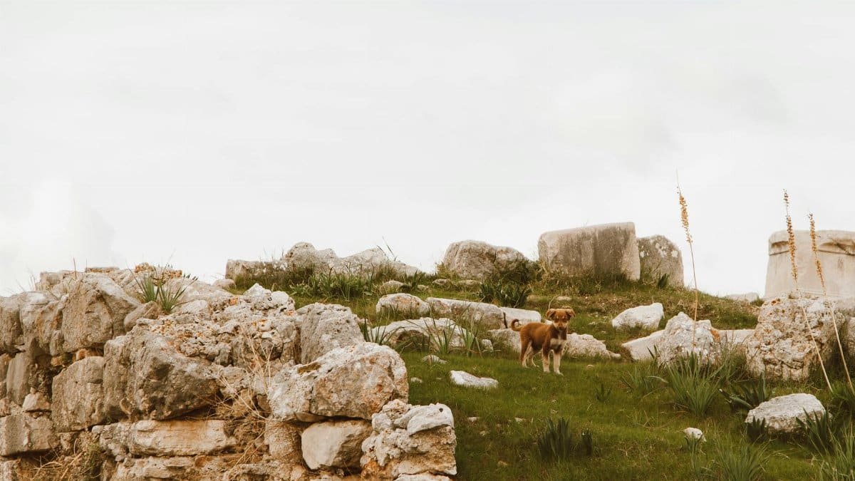 A curious puppy investigates ancient stone ruins amidst lush green grass on a bright spring day.
