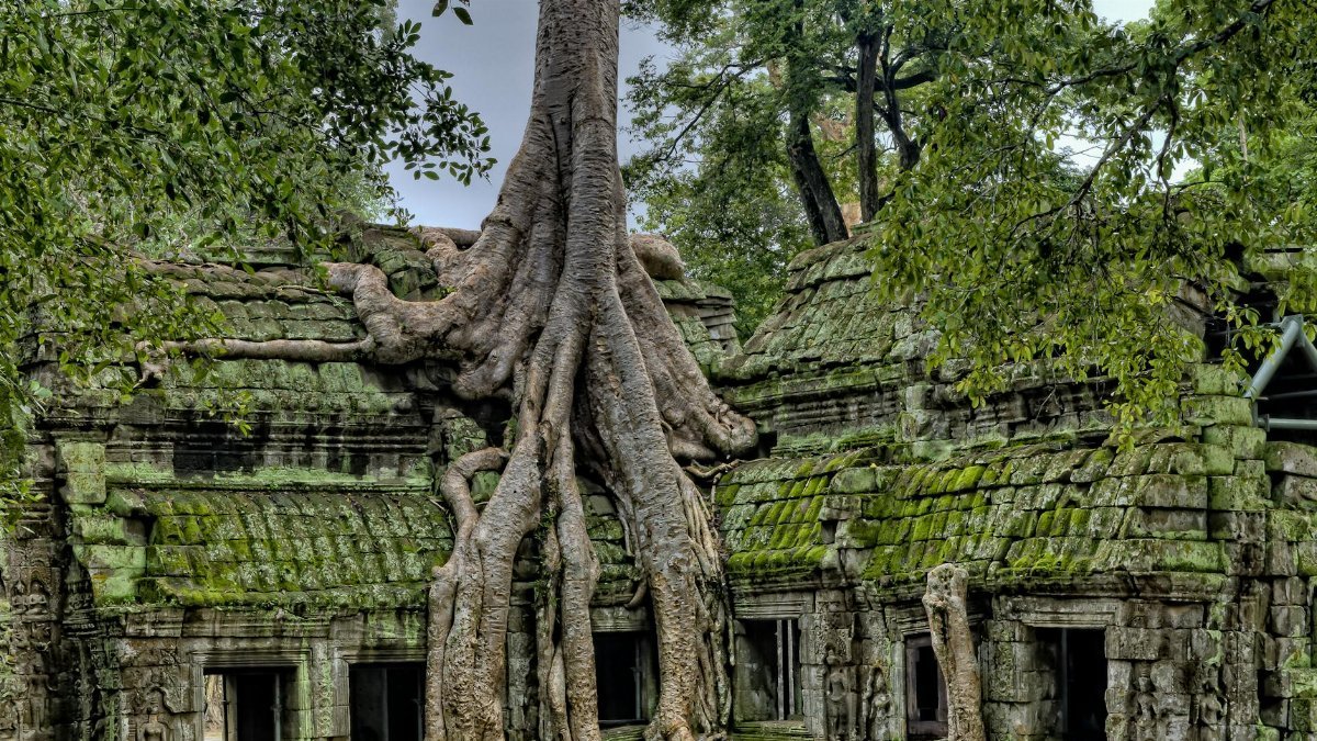 Majestic roots entwine the ancient Ta Prohm temple, a UNESCO World Heritage site in Cambodia.