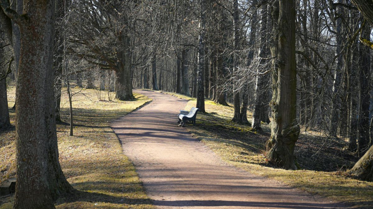 Peaceful pathway through a leafless forest in early spring in St. Petersburg.