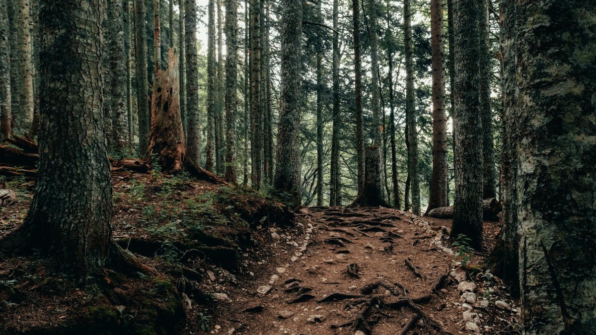 Discover the serene beauty of a forest trail in Žabljak, Montenegro, ideal for nature enthusiasts.