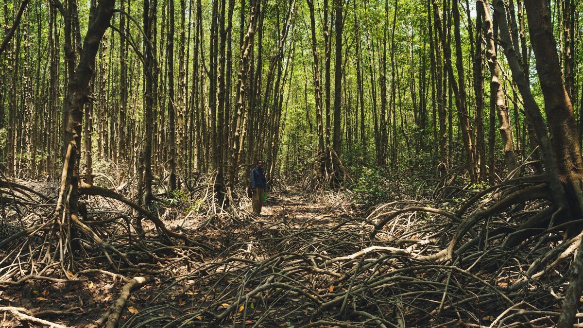 A person walks through a dense mangrove forest in Ho Chi Minh City, Vietnam, surrounded by nature.