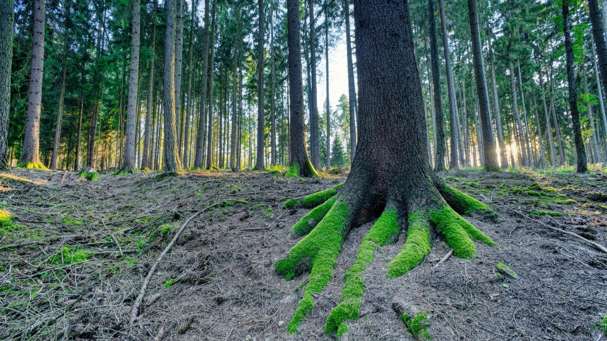 Sunlight filters through a serene forest in Zbraslavice, highlighting moss-covered tree roots.