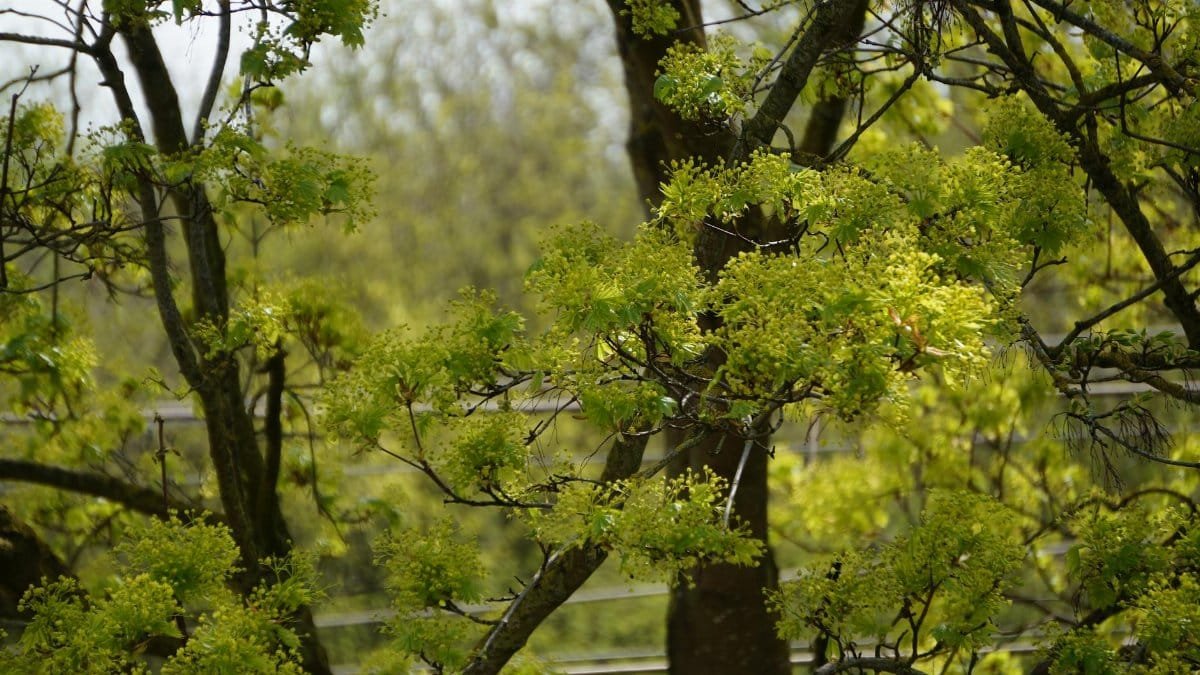 Vibrant green spring leaves on tree branches with sunlight filtering through.