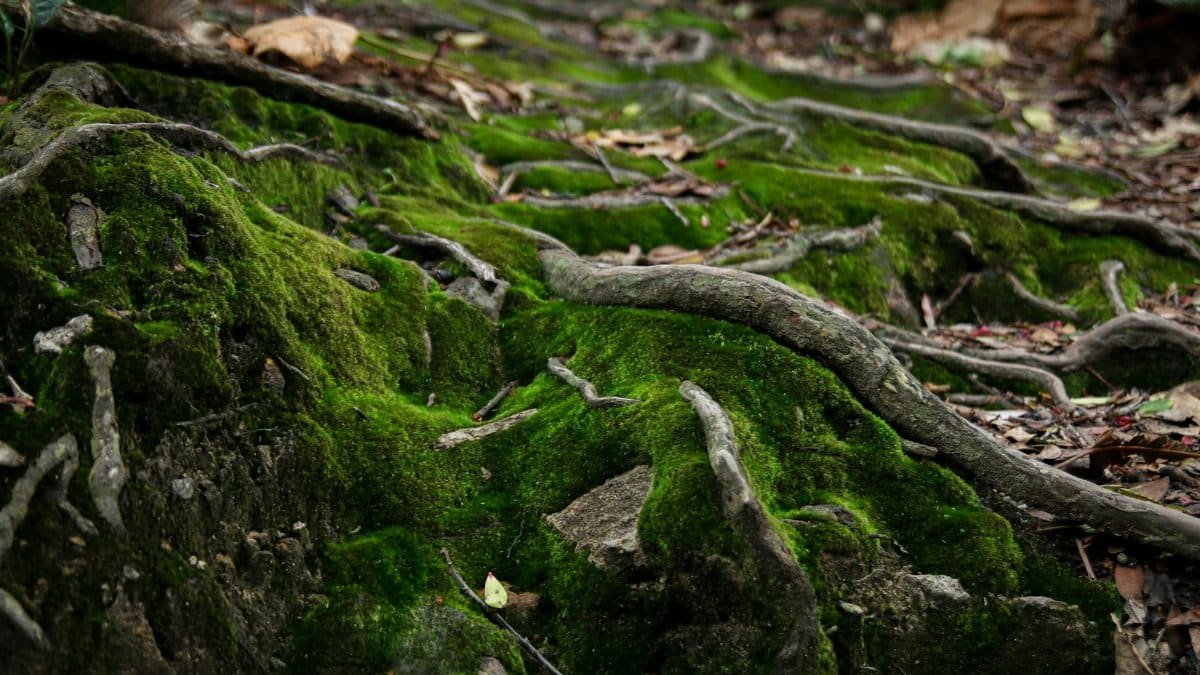 Close-up view of moss-covered rocks and roots in a lush forest environment.
