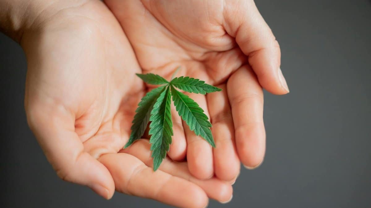 Tender hands gently cradling a fresh cannabis leaf, symbolizing growth and healing.