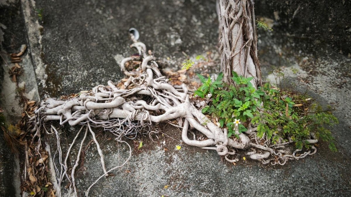 Nature's resilience with tree roots spreading over concrete in an urban setting.