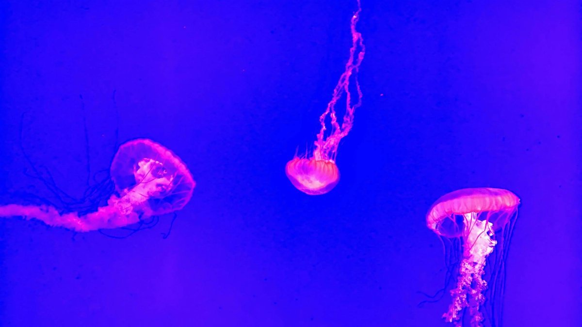 Three jellyfish gracefully swimming under neon blue light for a stunning aquatic display.