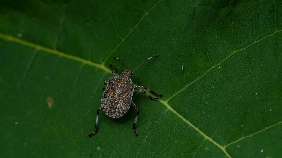 The Science Behind Reiki's Benefits