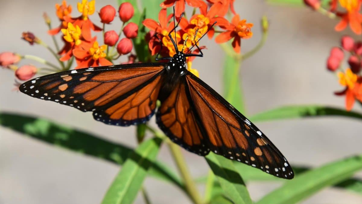 The Science Behind the Trance