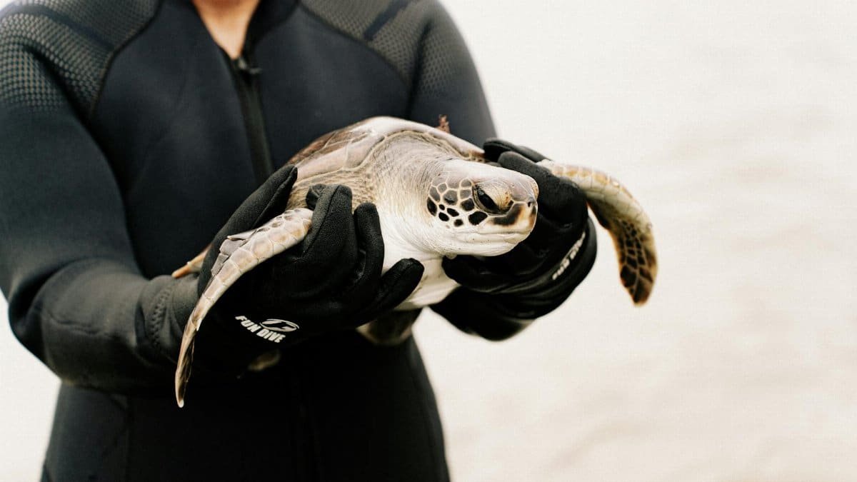 A marine biologist carefully holds a sea turtle wearing a wetsuit, highlighting ocean conservation efforts.