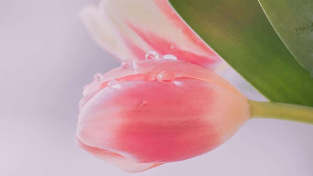 A delicate pink tulip with water droplets, perfect for floral wallpaper.