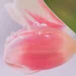 A delicate pink tulip with water droplets, perfect for floral wallpaper.
