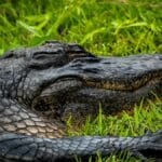Detailed capture of an alligator lounging on lush green grass in Everglades City, Florida.