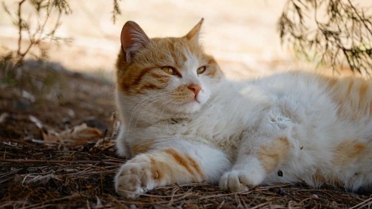 A serene ginger cat resting on the ground amidst nature's backdrop, enjoying the warm sun.