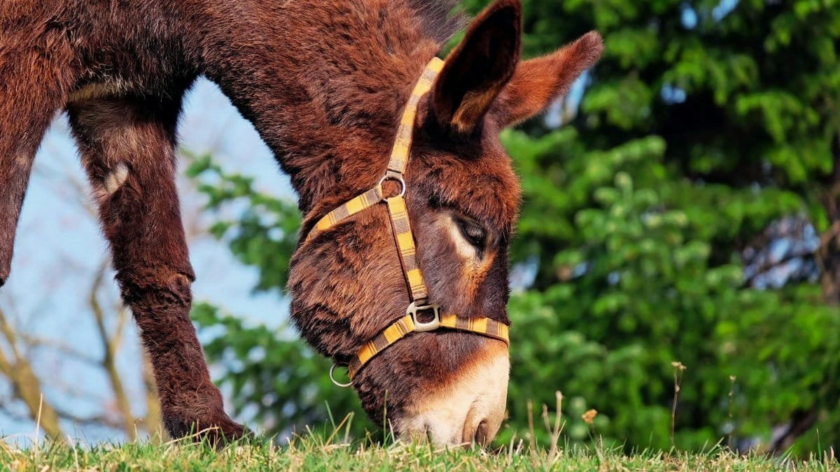 A brown donkey with a harness grazing on green grass in a rural outdoor setting.