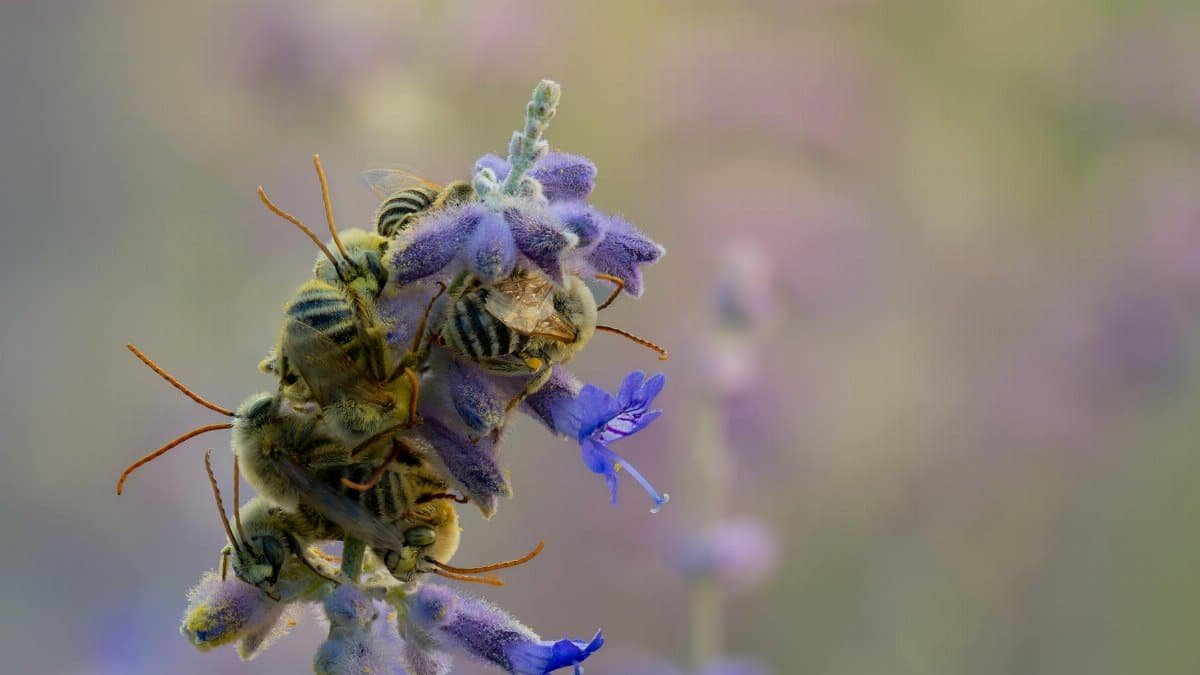 Free stock photo of longhorn bees, sage, sleep
