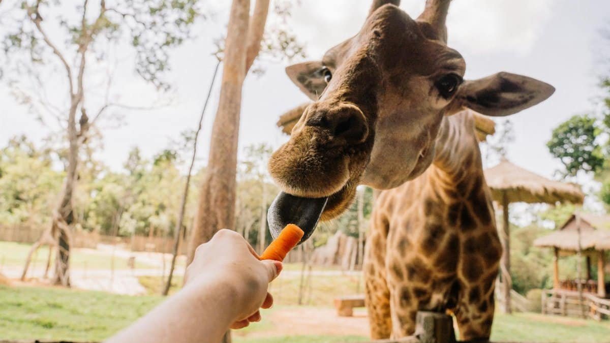 A close-up of a giraffe being fed a carrot by a visitor at the zoo. The giraffe's long neck and spots are visible.