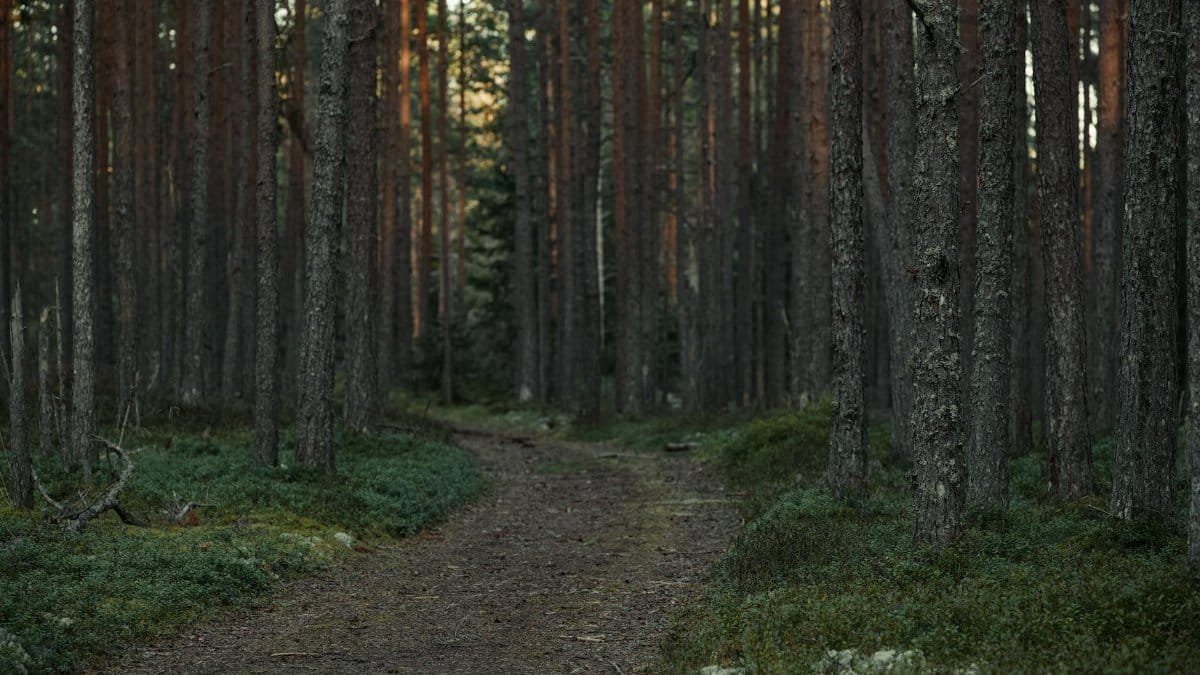 Free stock photo of forest, forest bathing, forest path