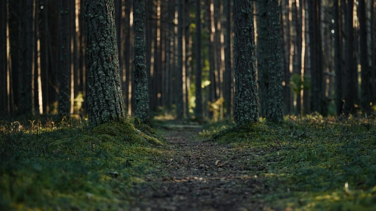 Free stock photo of forest, forest bathing, forest path