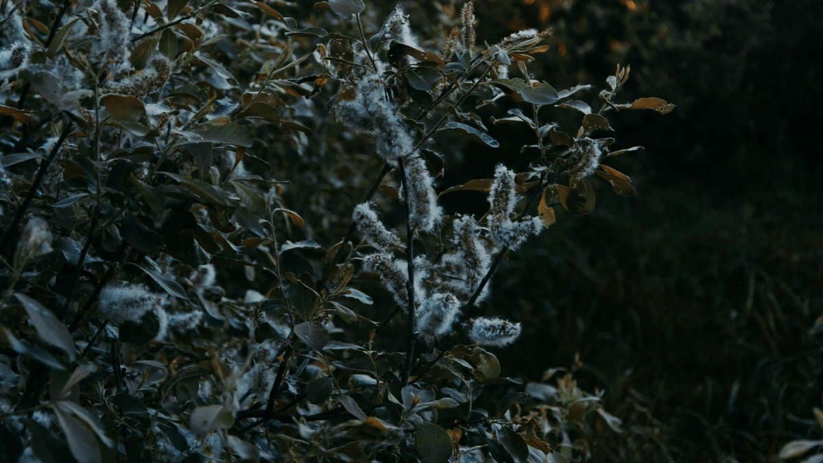 A close-up of dark green leaves with fluffy blooms in a dim environment, evoking a moody feel.