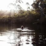Person swimming in a tranquil forest lake during daylight, surrounded by nature.