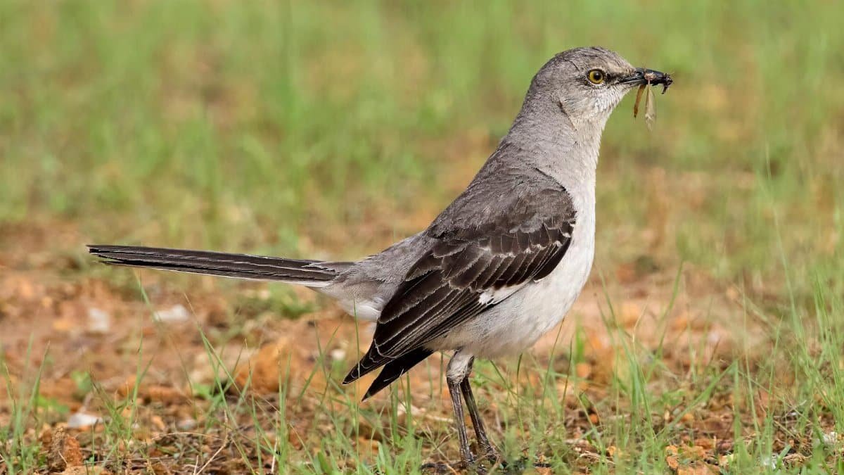 Close-up of a Northern Mockingbird catching an insect in a grassy field in Decatur, Alabama.